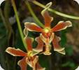 Vanda cristata x Para. labukensis